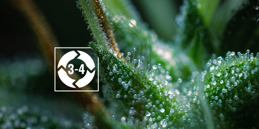 Alles, Was Du Über Trichomen Wissen Musst - Wie baut man Gras an